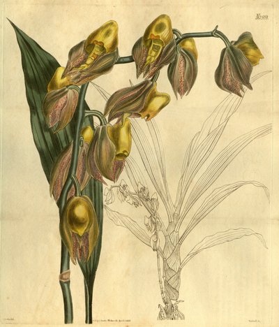 Illustratie van Catasetum macrocarpum (als syn. Catasetum tridentatum) door Unbekannt Unbekannt